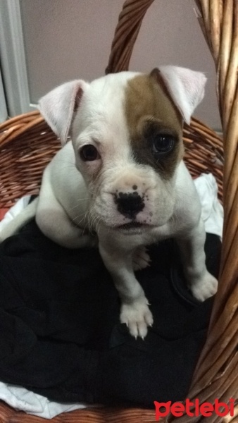 Boxer, Köpek  Sasha fotoğrafı