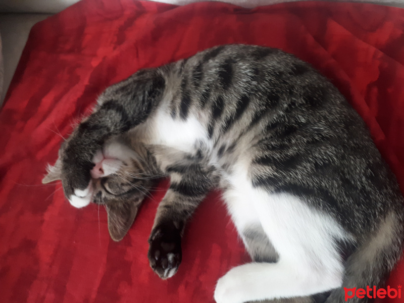 Tekir Kedi, Kedi  Lily fotoğrafı