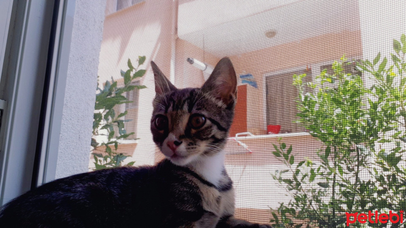 Tekir Kedi, Kedi  Lily fotoğrafı