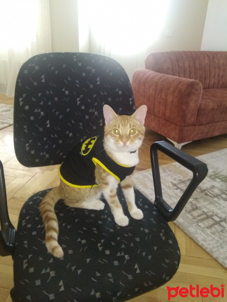 Sarman, Kedi  Rıfkı fotoğrafı