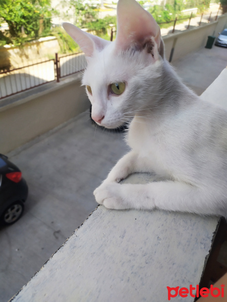 Ankara Kedisi, Kedi  Pamuk fotoğrafı
