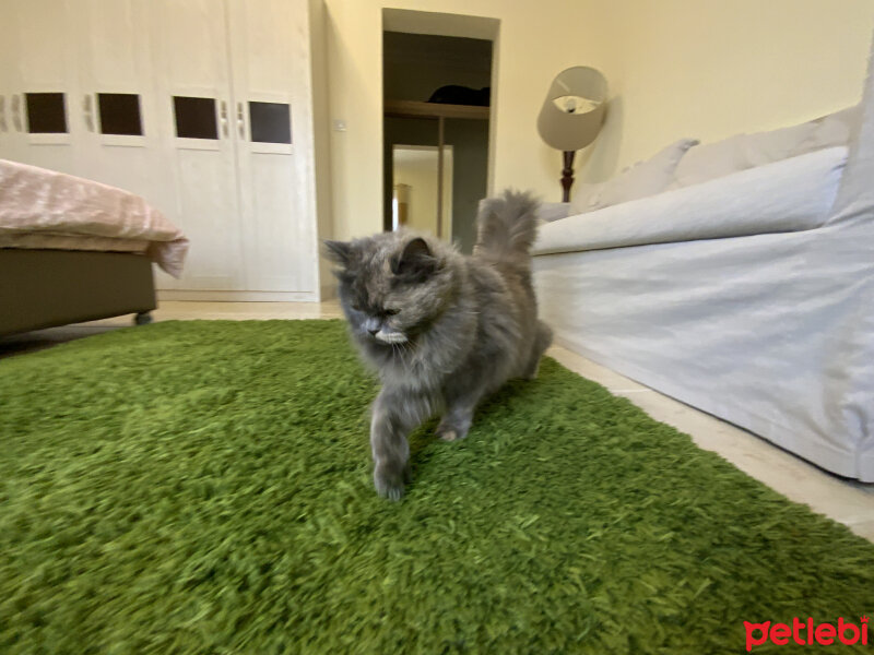 Chinchilla, Kedi  duman fotoğrafı