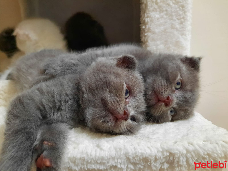 Scottish Fold, Kedi  SCOTTİSH FOLD fotoğrafı