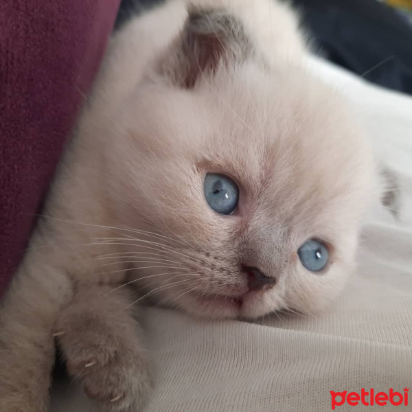 Scottish Fold, Kedi  SCOTTİSH FOLD fotoğrafı
