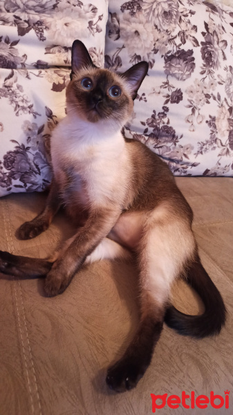 Siyam Kedisi, Kedi  Ecem fotoğrafı