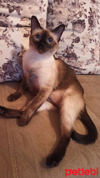 Siyam Kedisi, Kedi  Ecem fotoğrafı