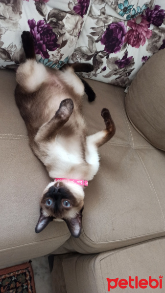 Siyam Kedisi, Kedi  Ecem fotoğrafı