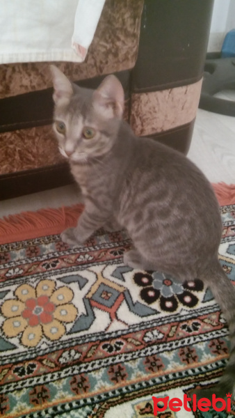 Burmilla (Silver Burmese), Kedi  Üzüm fotoğrafı