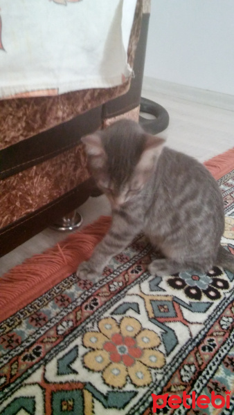Burmilla (Silver Burmese), Kedi  Üzüm fotoğrafı