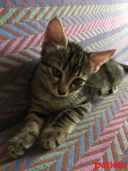 Tekir Kedi, Kedi  2 aylık kedi fotoğrafı