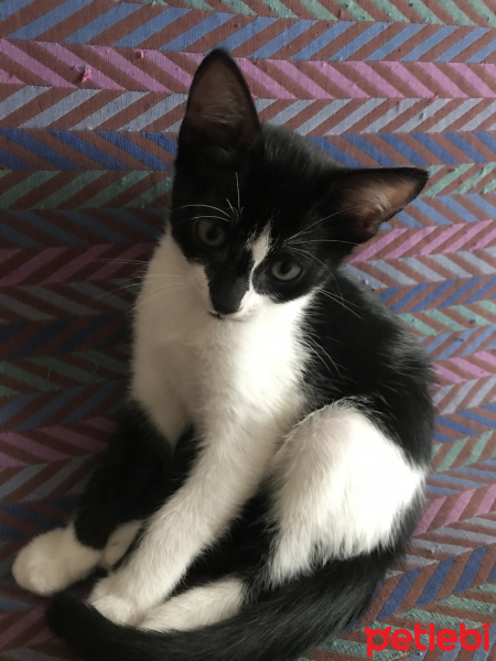 Tekir Kedi, Kedi  2 aylık kedi fotoğrafı