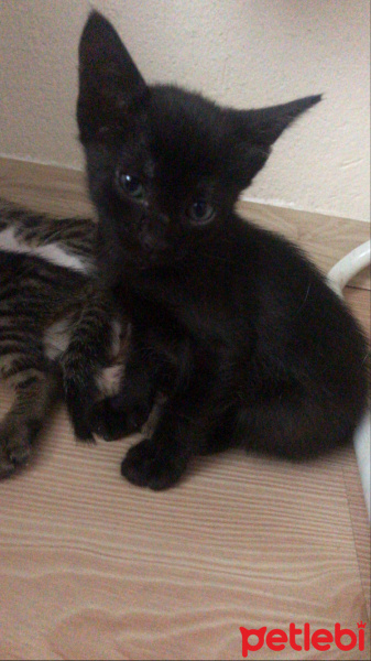 Tekir Kedi, Kedi  2 aylık kedi fotoğrafı