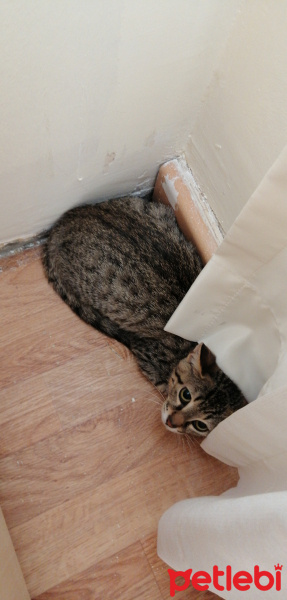 Tekir Kedi, Kedi  Şans fotoğrafı