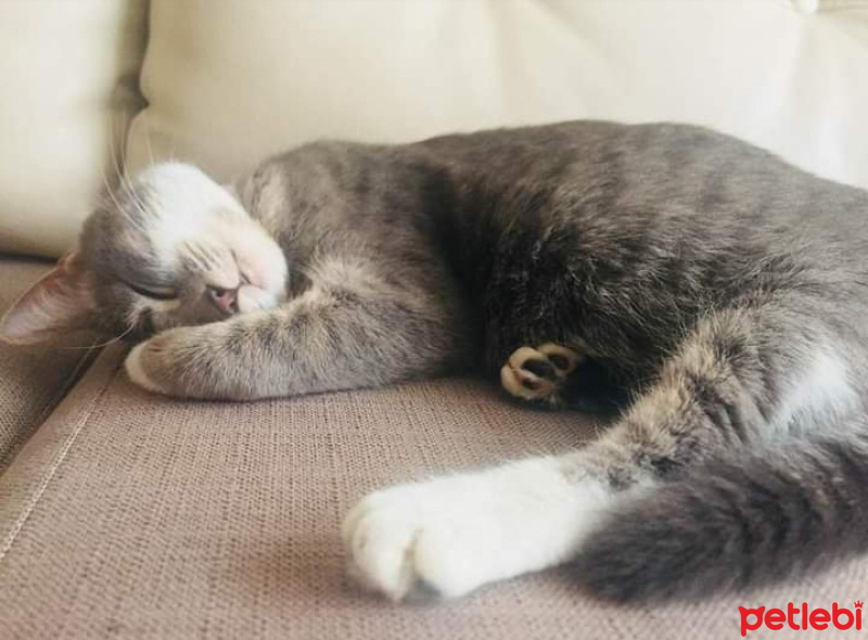 Tekir Kedi, Kedi  Müezza fotoğrafı