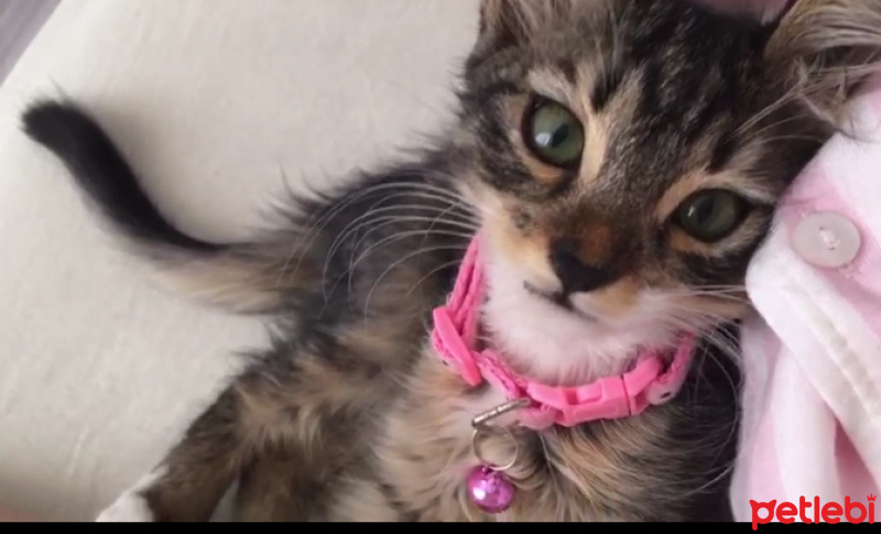 Tekir Kedi, Kedi  Müezza fotoğrafı