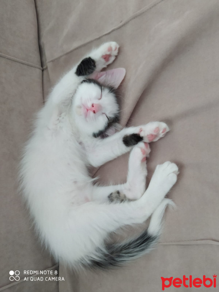 Tekir Kedi, Kedi  Müezza fotoğrafı