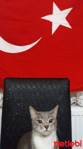 Tekir Kedi, Kedi  Müezza fotoğrafı