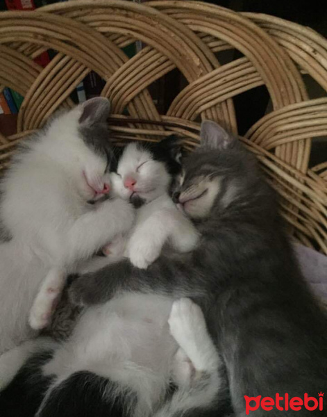 Tekir Kedi, Kedi  Müezza fotoğrafı