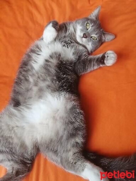Tekir Kedi, Kedi  Müezza fotoğrafı