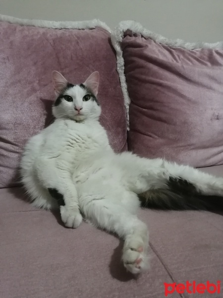 Tekir Kedi, Kedi  Müezza fotoğrafı