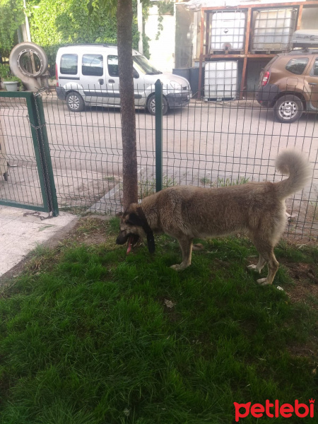 Kangal, Köpek  Asya fotoğrafı