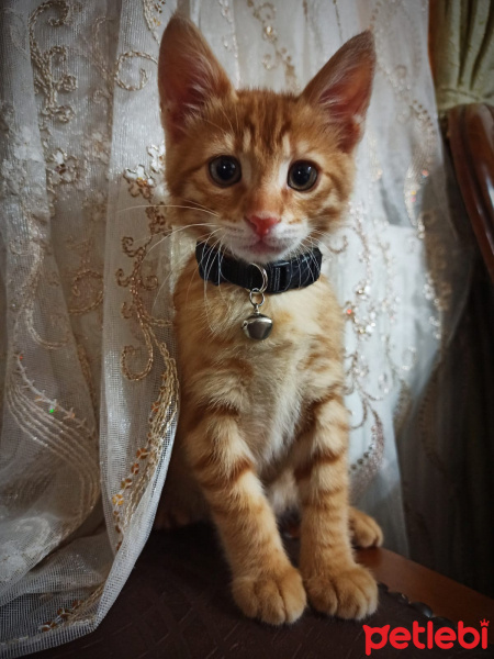 Sarman, Kedi  Çakır fotoğrafı