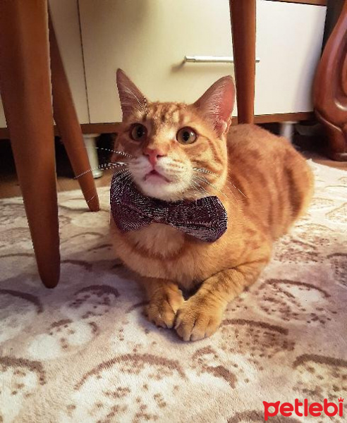 Sarman, Kedi  Çakır fotoğrafı