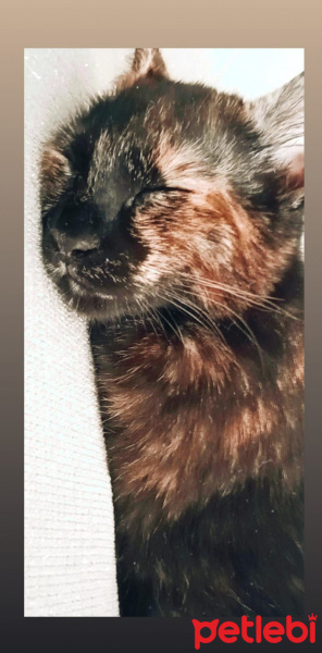 Tekir Kedi, Kedi  Kontes fotoğrafı
