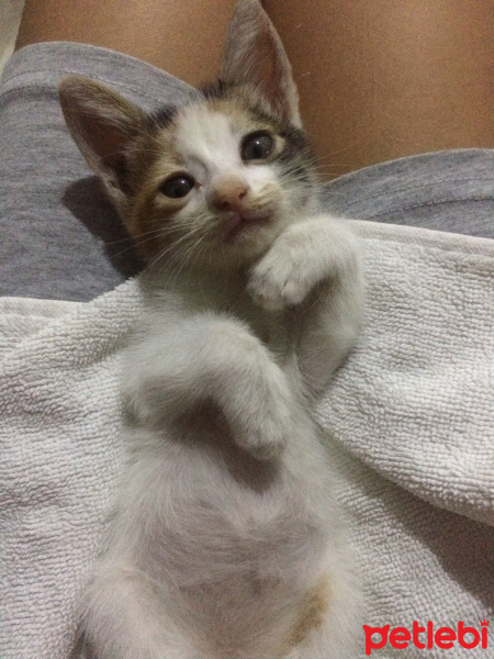 Tekir Kedi, Kedi  Henüz bir isim koymadık fotoğrafı