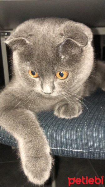 Scottish Fold, Kedi  Hera fotoğrafı