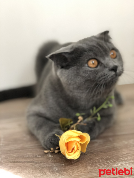 Scottish Fold, Kedi  Hera fotoğrafı