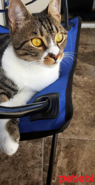 Tekir Kedi, Kedi  Leo fotoğrafı