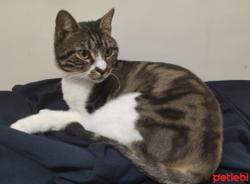 Tekir Kedi, Kedi  Leo fotoğrafı