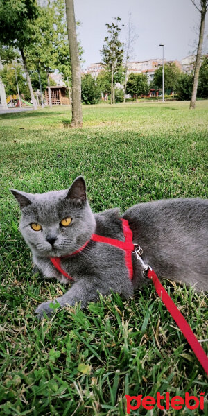 British Shorthair, Kedi  Reina fotoğrafı