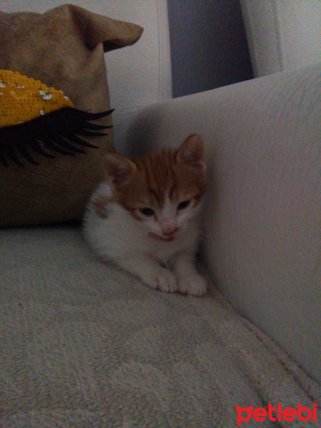 Bengal, Kedi  Yavru fotoğrafı