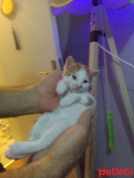 Bengal, Kedi  Yavru fotoğrafı