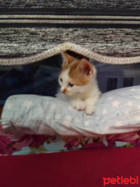 Bengal, Kedi  Yavru fotoğrafı