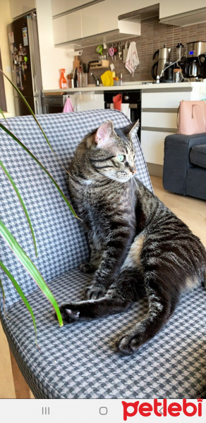 Tekir Kedi, Kedi  Köpük fotoğrafı