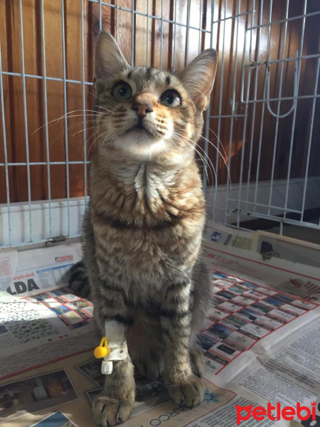 Tekir Kedi, Kedi  Boncuk fotoğrafı