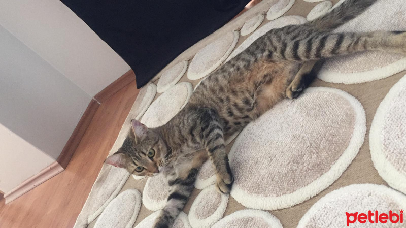 Tekir Kedi, Kedi  Boncuk fotoğrafı