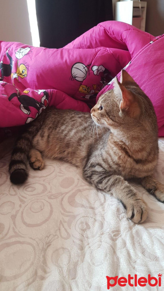 Tekir Kedi, Kedi  Boncuk fotoğrafı