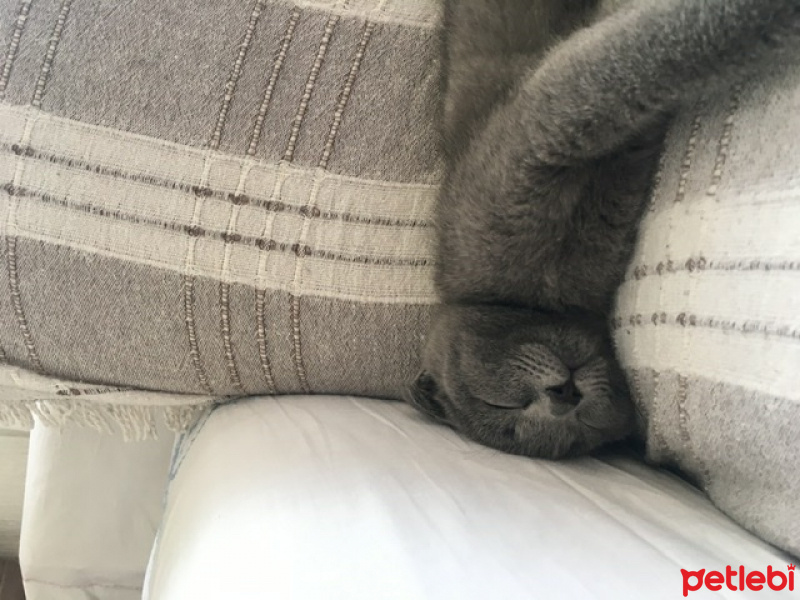 Scottish Fold, Kedi  Çakır fotoğrafı