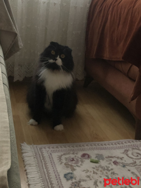 Scottish Fold, Kedi  Bambu fotoğrafı