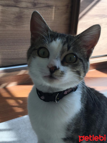 Tekir Kedi, Kedi  Pertev fotoğrafı