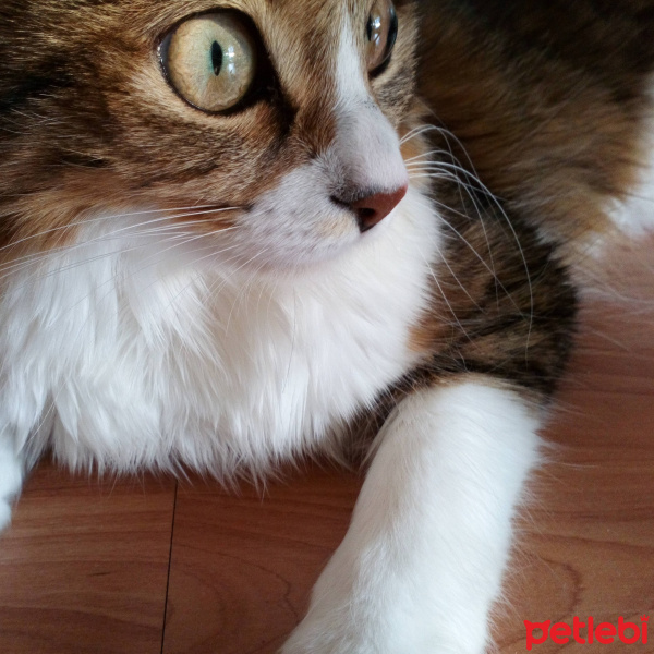 Norwegian Forest, Kedi  Mila fotoğrafı