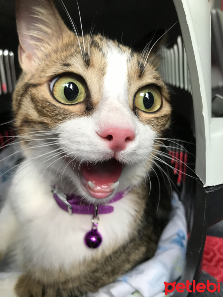 Tekir Kedi, Kedi  paşam fotoğrafı
