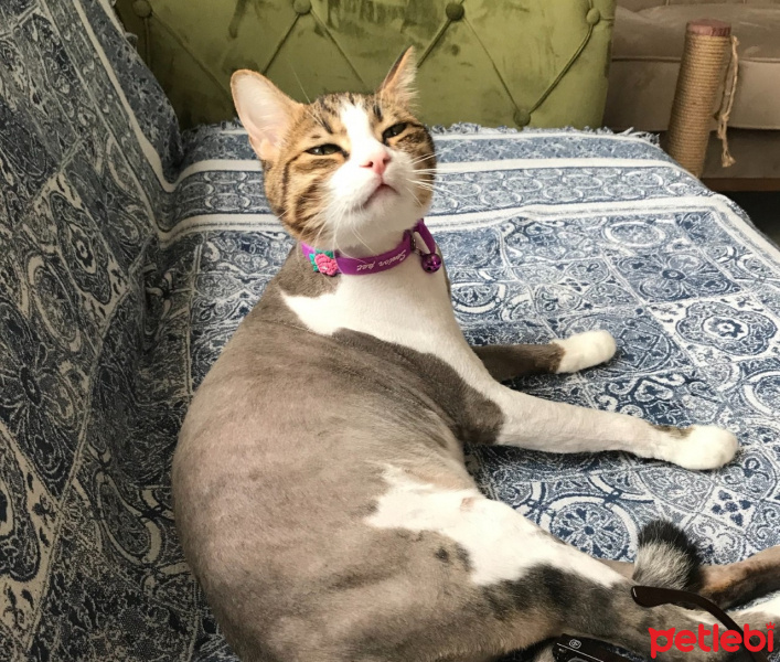 Tekir Kedi, Kedi  paşam fotoğrafı
