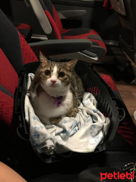 Tekir Kedi, Kedi  paşam fotoğrafı
