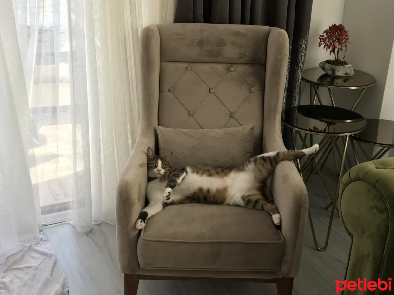 Tekir Kedi, Kedi  paşam fotoğrafı