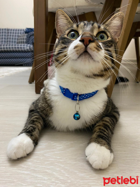 Tekir Kedi, Kedi  Oğluşum fotoğrafı